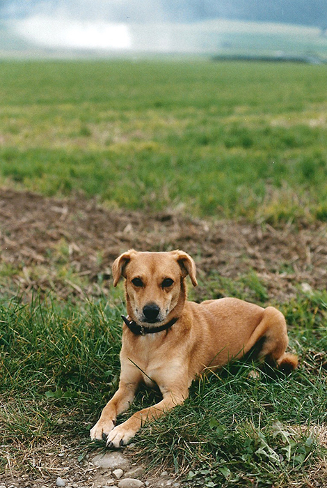 Hundeportrait, <a href='http://sirius-hundetraining.de' target='_blank'>Sirius Hundetraining</a>